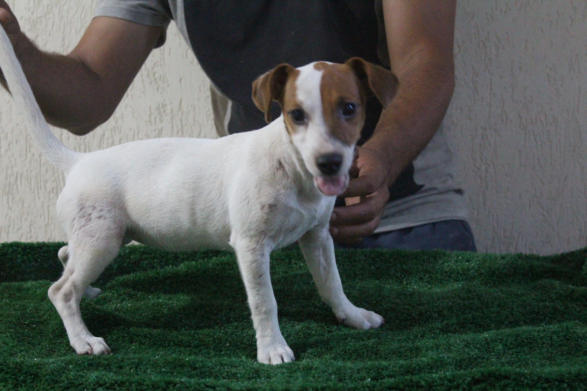 F1 Das Dô 4 IMG_3715.JPG