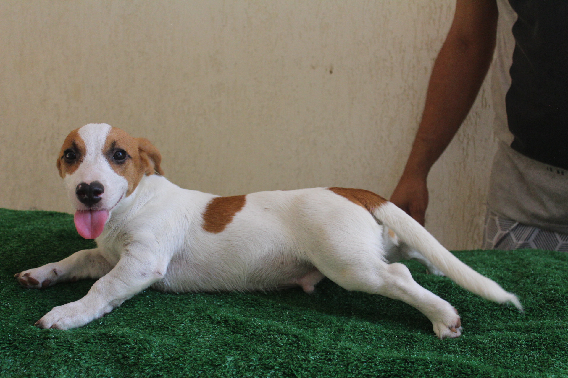 M1 Das Dô 9  IMG_3432.JPG