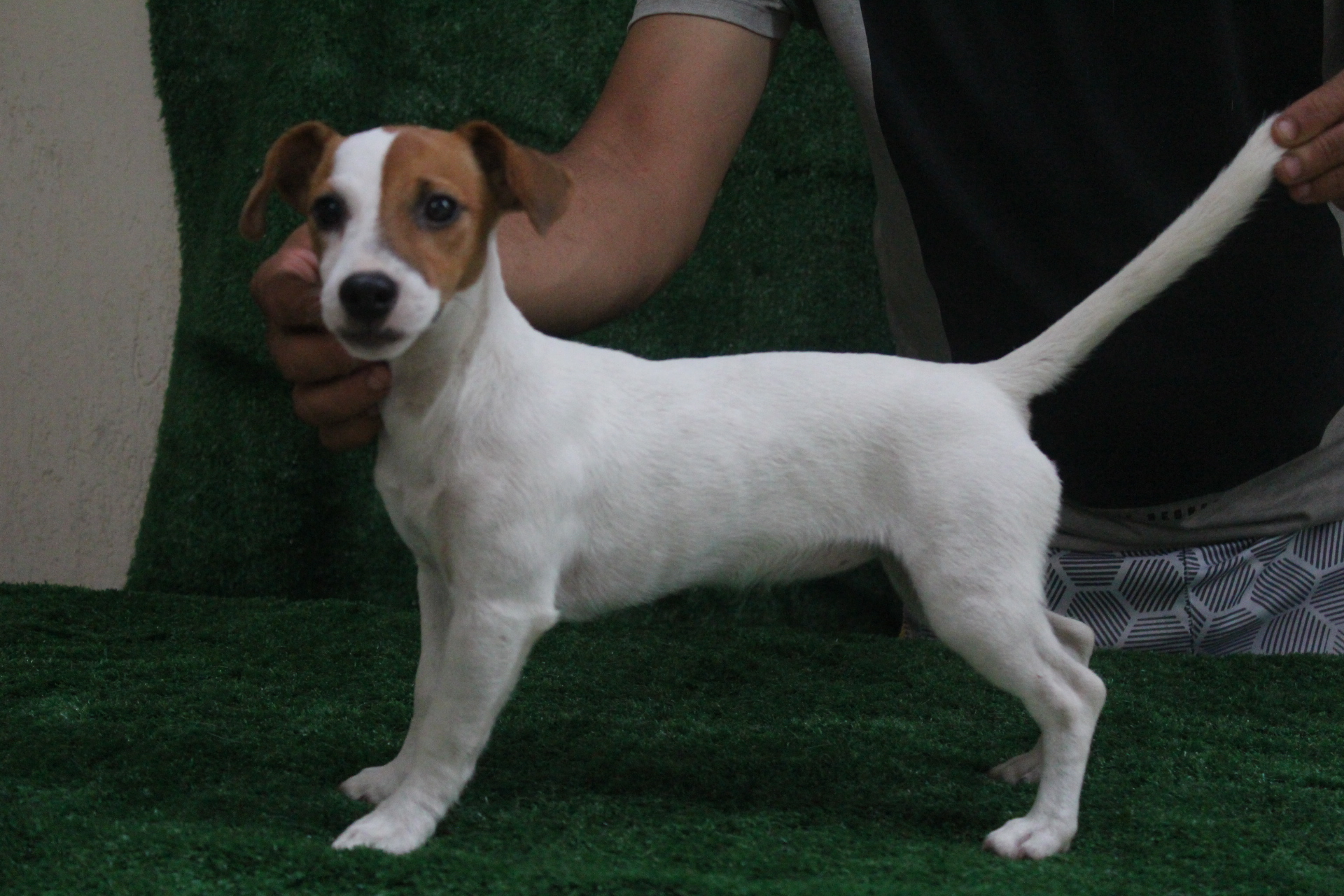 F1 Das Dô 9 IMG_3621.JPG