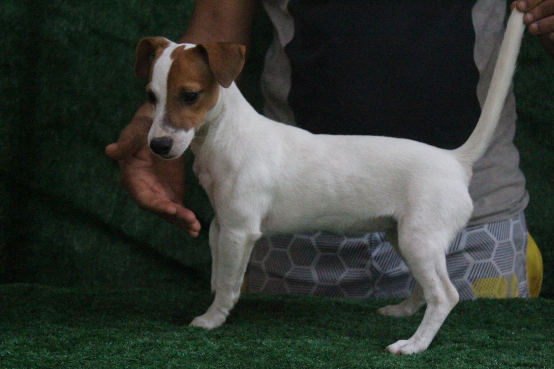 F1 Das Dô 8 IMG_3612.JPG