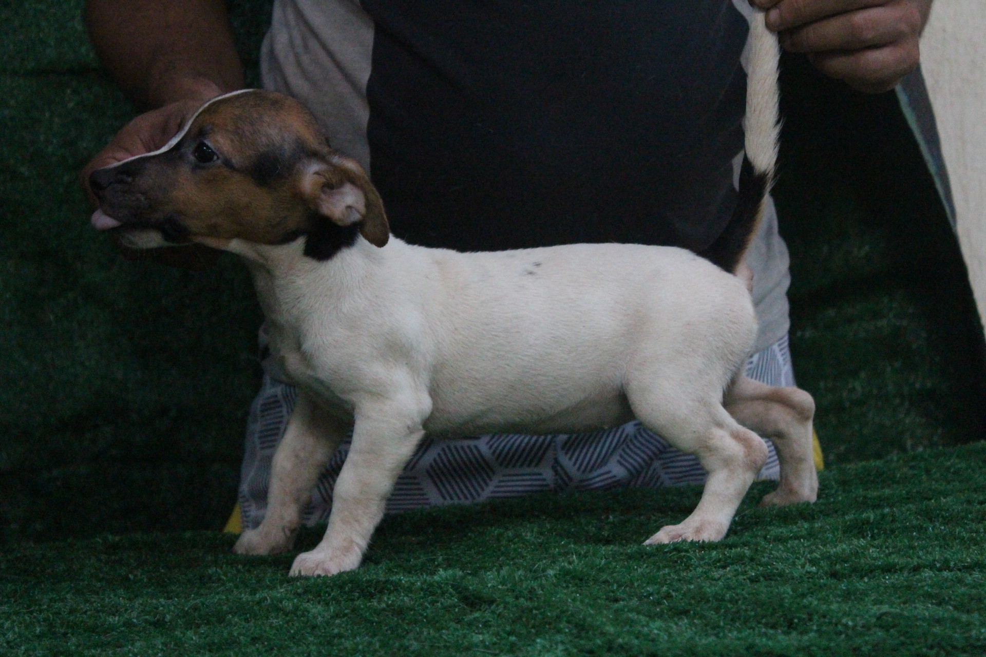 F1 Lexie 5 IMG_3825.JPG