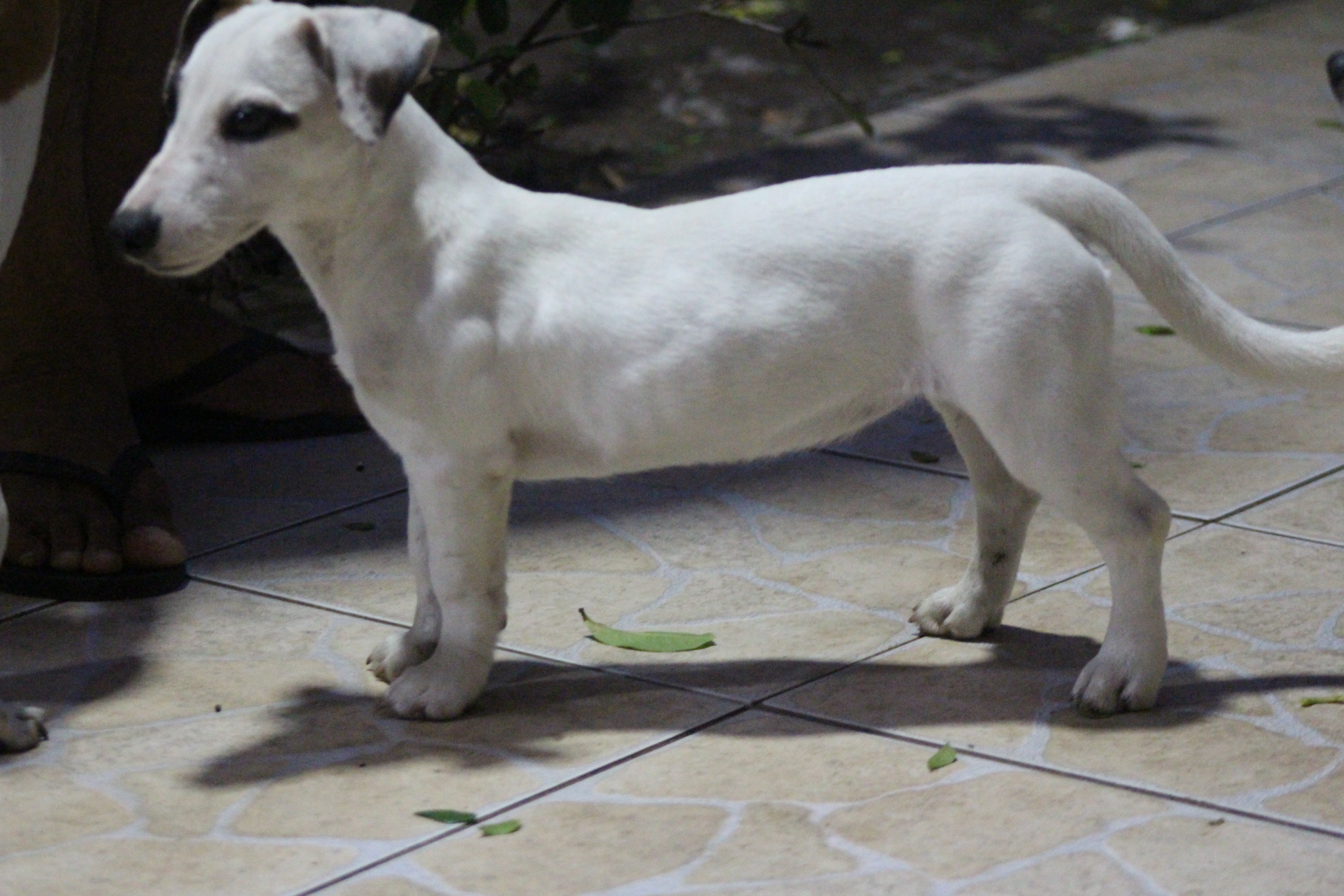 F2 Das Dô 8 IMG_3912.JPG