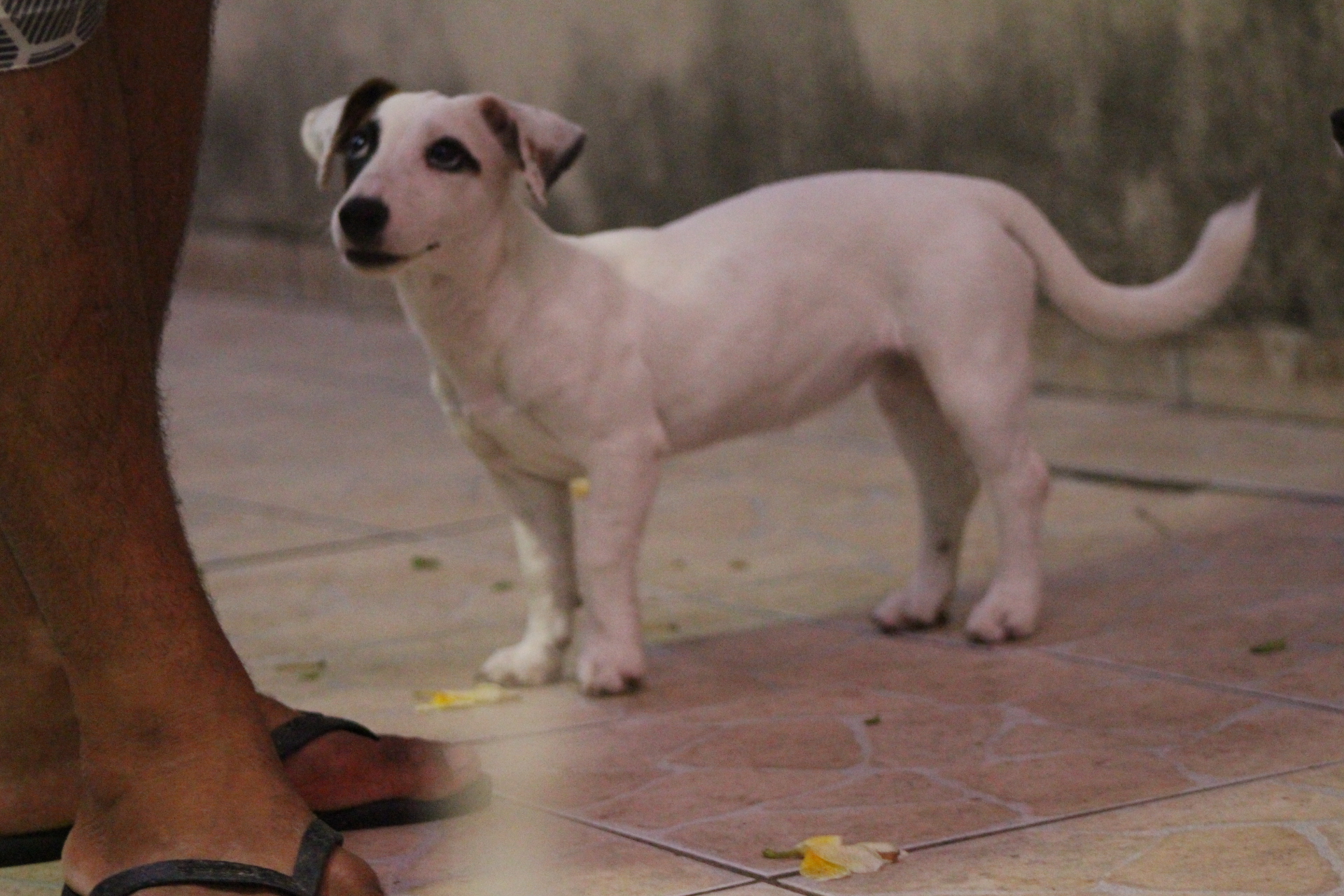 F2 Das Dô 9 IMG_3877.JPG