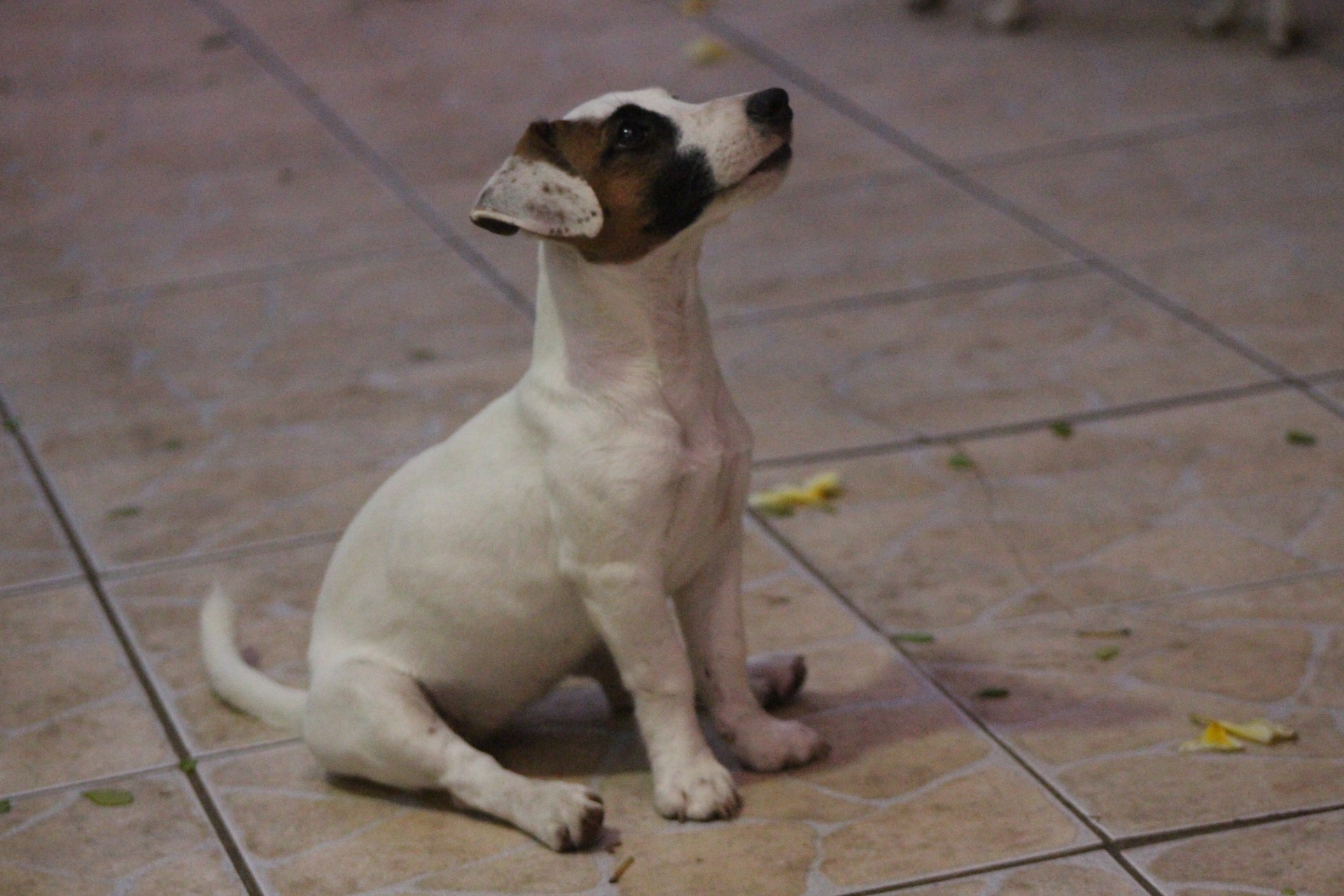 F2 Das Dô 4 IMG_3872.JPG