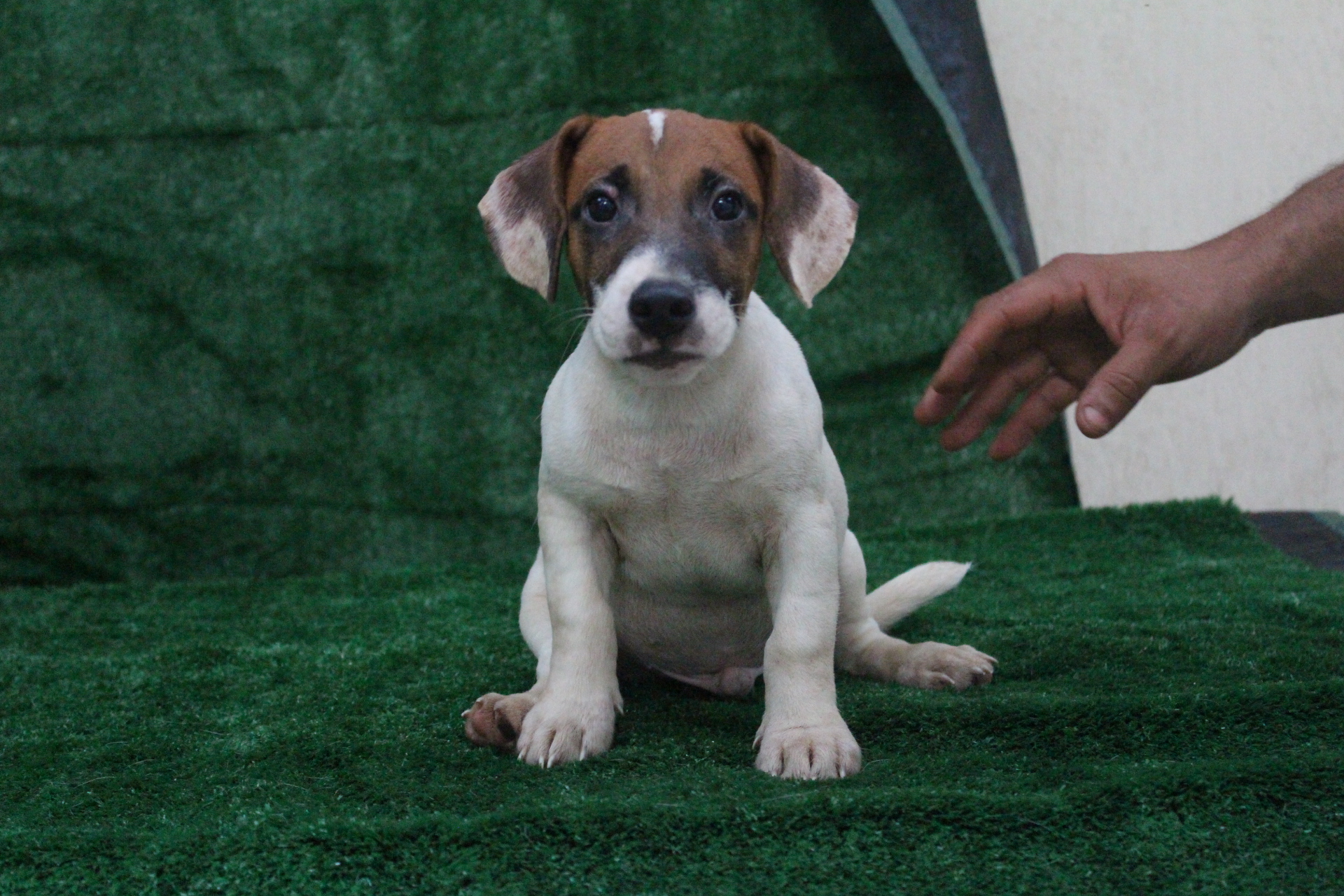 M3 Lexie 1 IMG_3802.JPG